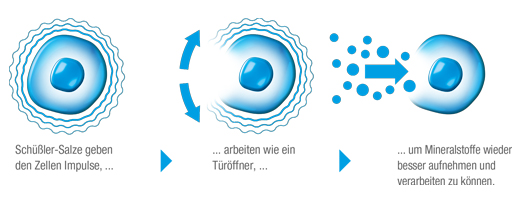 BIOCHEMIE DHU 3 Ferrum phosphoricum D 6 tabletės, 200 kapsulių
