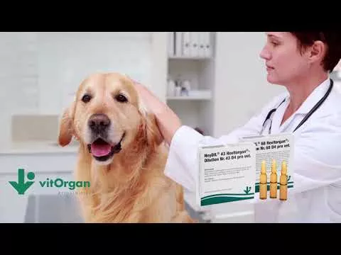 Vaizdo įrašas apie NeyDIL® Nr. 43 Revitorgan® D4 pro vet.Ampulės, 5X2 ml