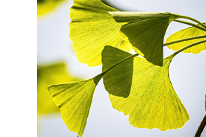 GINKGO BILOBA-1A Pharma 120 mg plėvele dengtos tabletės, 120 vnt
