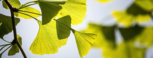 GINKGO BILOBA-1A Pharma 120 mg plėvele dengtos tabletės, 120 vnt