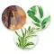 Instructions for use for Ilon Protect tepalas, 50 ml - 2