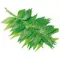 Instructions for use for PAPILOCARE® makšties gelis, 7X5 ml - 5