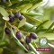 Plantana Olive Care dušo vonia su organinėmis alyvuogėmis, 500 ml